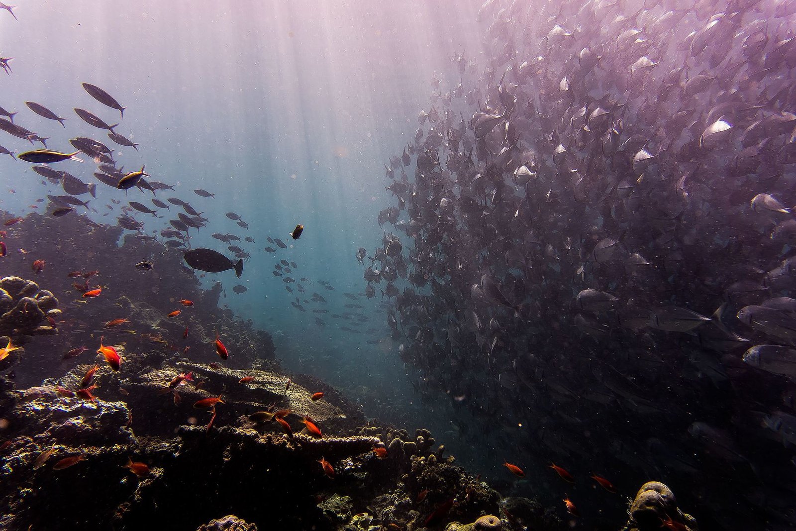 sipadan dive sites