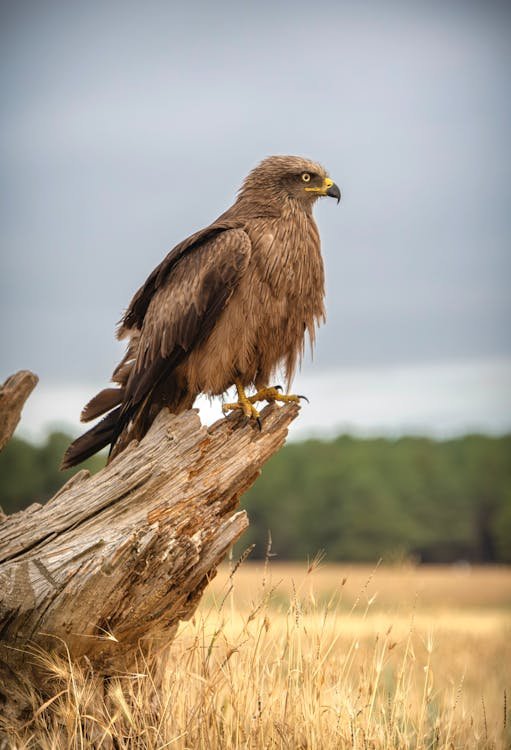 Wildlife and Plants in the Mojave Desert