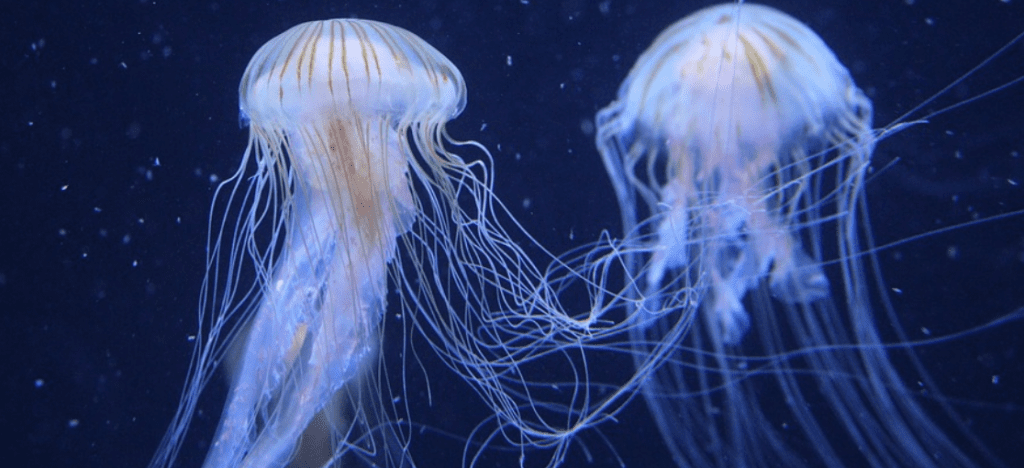 Marine Life Night Diving