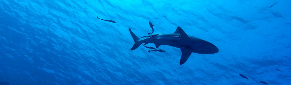 scuba diving with sharks