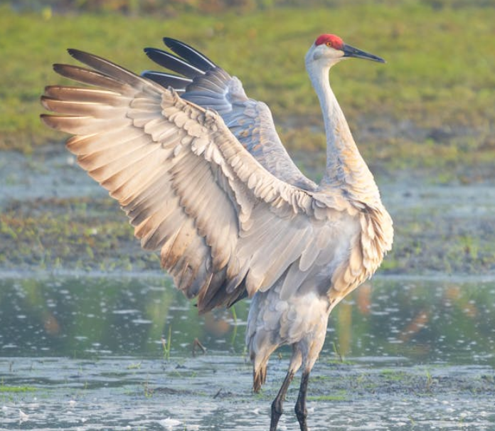 Wildlife and Plants in the Mojave Desert
