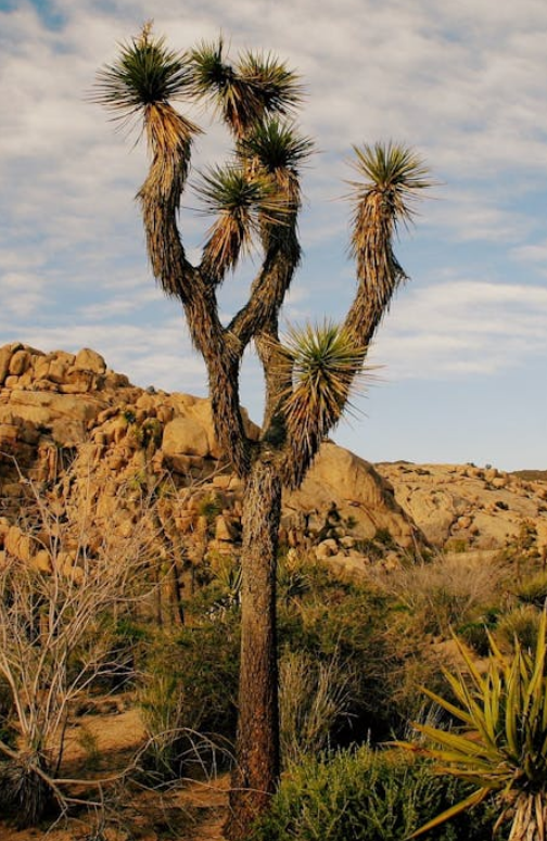 Wildlife and Plants in the Mojave Desert