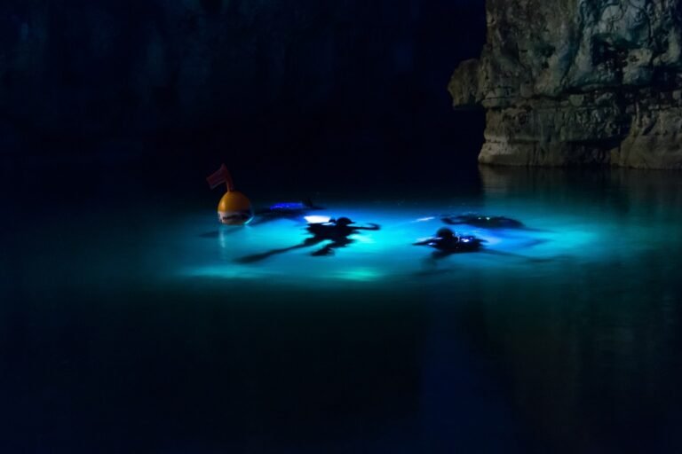 Marine Life Night Diving